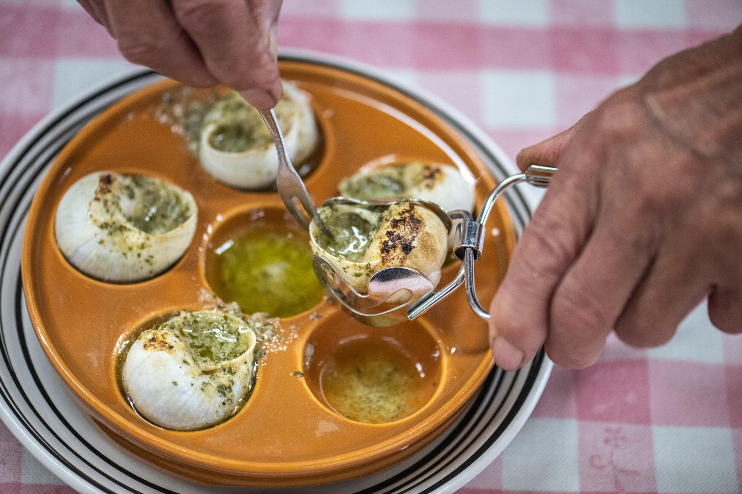 Un élevage exceptionnel d’escargots de Bourgogne au Japon